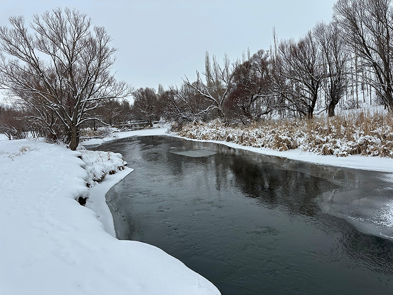 zamanti-bot-safari-6-jpeg