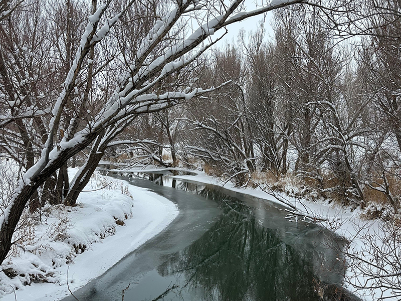 zamanti-bot-safari-5-jpeg