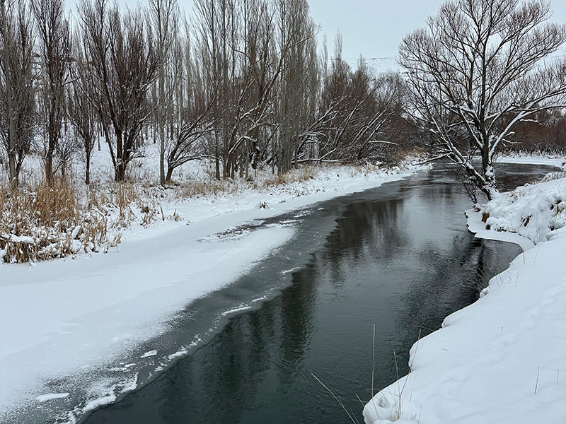 zamanti-bot-safari-7-jpeg