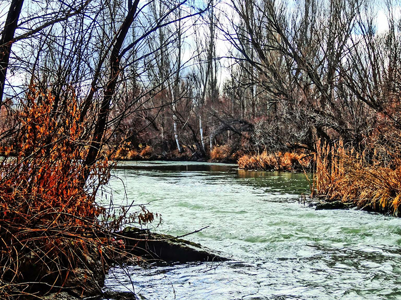 zamanti-bot-safari-8-jpeg