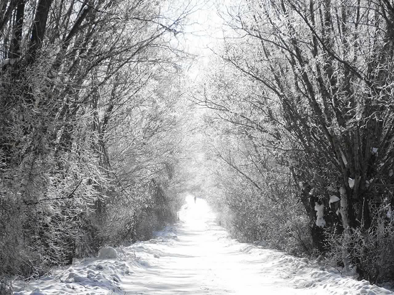 zamanti-bot-safari-1-jpeg