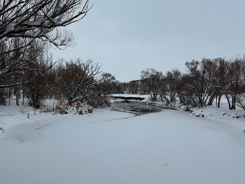 zamanti-bot-safari-4-jpeg